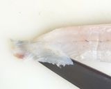 マゴチの尾の方の身でお刺身…(笑)作り方7写真