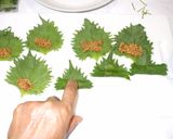 大葉味噌・しそ巻き♪簡単大量消費漢方薬膳作り方6写真