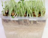 エコ豆苗のガーリック炒め作り方1写真