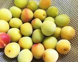 南高梅の美味しい梅酒作り方1写真