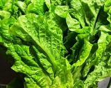 リーフレタスの胡麻和え作り方5写真