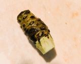 懐かしや静岡県産わさびで生わさび丼作り方2写真