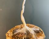 パッククッキング☆鯖と昆布の炊き込みご飯作り方2写真