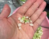 カリフラワーオートミール米作り方1写真