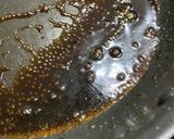 究極のトンテキ作り方10写真