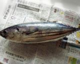 カツオ大漁 お刺身作り方1写真