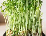 豆苗の保存再収穫にピッタリの容器はコレ！作り方2写真