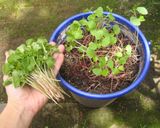 蕎麦のスプラウト作り方4写真