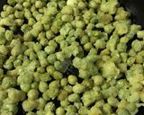 グリーン豆風乾燥えんどう豆の天ぷら作り方3写真