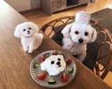 ワンコのケーキ　ヨーグルト　マルチーズ作り方10写真
