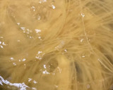 サバ缶で☆サバとトマトの和風冷製パスタ作り方6写真