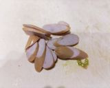 子ども向けトマトソースうどん作り方2写真