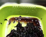 2022梅干し用赤しそ仕込み作り方7写真