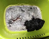 2022梅干し用赤しそ仕込み作り方8写真