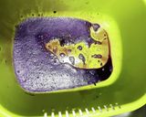 2022梅干し用赤しそ仕込み作り方11写真
