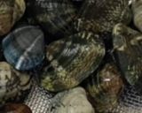 アサリ・キャベツ★ガリバタ醤油蒸し作り方13写真