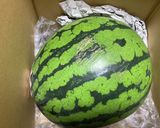 ＊切って和えるだけ・スイカの皮とツナ＊作り方1写真