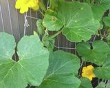 かぼちゃの花の唐揚げ作り方1写真