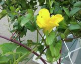 かぼちゃの花の唐揚げ作り方10写真