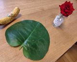 おかわかめ・新玉葱の土佐酢あえ作り方1写真