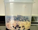 HB|ブルーベリーレーズン食パン作り方5写真