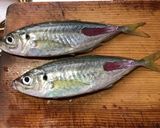 薬味たっぷり、鯵のなめろう作り方2写真