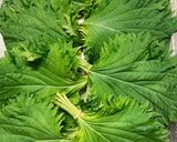 大量消費★大葉漬け作り方1写真