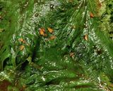 大量消費★大葉漬け作り方7写真
