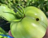 ワインと共に青いトマトとオイルサーディン作り方1写真