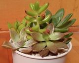クッキーで多肉植物寄せ植え風作り方1写真