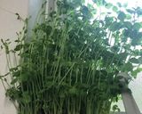 お野菜だけのさっぱりめんつゆ南蛮漬け作り方8写真