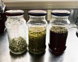 【実山椒の塩漬け、醤油漬け、オイル漬け】作り方10写真