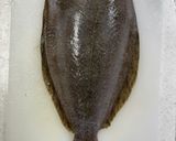薄切りヒラメの重ね盛り　ゆず甘味噌麹だれ作り方1写真