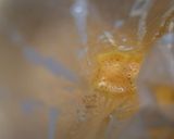 簡単ヘルシー！ ふわとろだし巻き作り方1写真