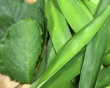 ◤電鍋レシピ◢　小学校宿泊訓練の野草茶作り方1写真