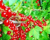 ひよこ豆サラダ作り方3写真
