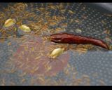 本格的で美味しいスパイスカレー作り方4写真