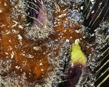生姜が薫る　とろとろナスの揚げ浸し作り方4写真