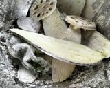 厨房ばあばぁ!残り餃子あんを使って!作り方1写真