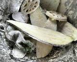 厨房ばあばぁ!残り餃子あんを使って!作り方1写真