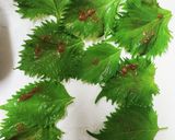 大葉の味噌漬け作り方3写真