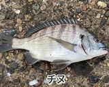 チヌの漬けトロロ丼作り方1写真