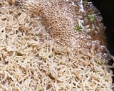 【自家製・保存食】甘くない・ちりめん山椒作り方2写真