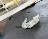 海老マヨ作り方1写真