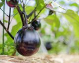 皮が主役!なすのきんぴら作り方7写真
