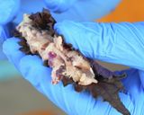 皮を使わない！赤しそ餃子【食遺産】作り方5写真