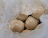冷蔵庫から出したての卵で作る♪和風の煮卵作り方10写真