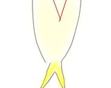 キスの天ぷら(下処理)作り方7写真