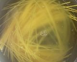 お鍋ひとつで、タラコスパゲッティ作り方1写真