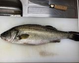 スズキの刺身作り方1写真